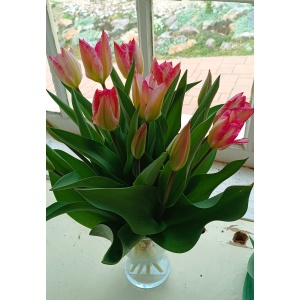 Zväzok tulipánov